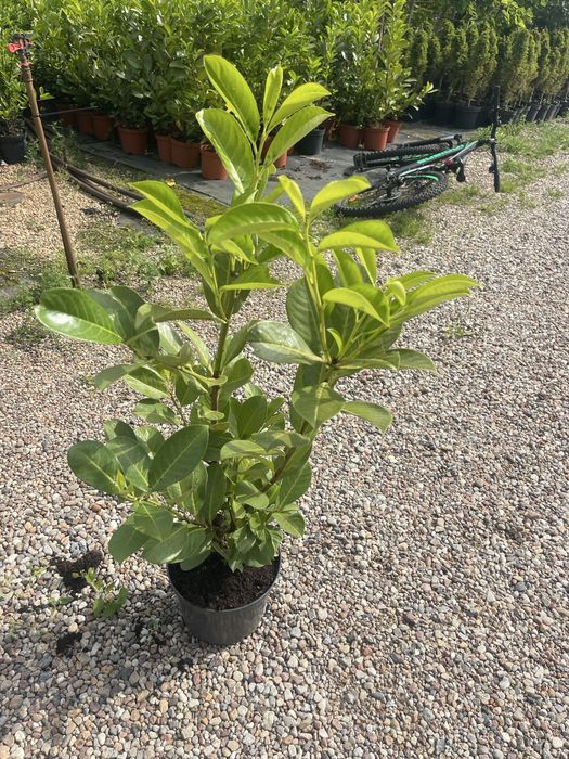 Laurowiśnia Kaukaska  Novita 100cm 35  zł
