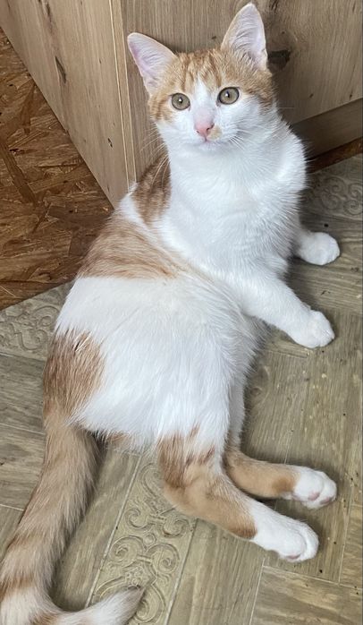 Віддам кошенятко в люблячу сім’ю