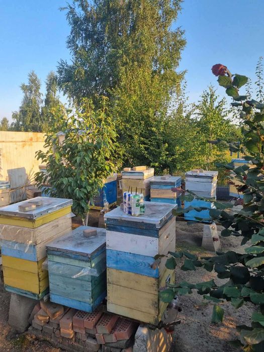 Пасіка,вулики,бджоли