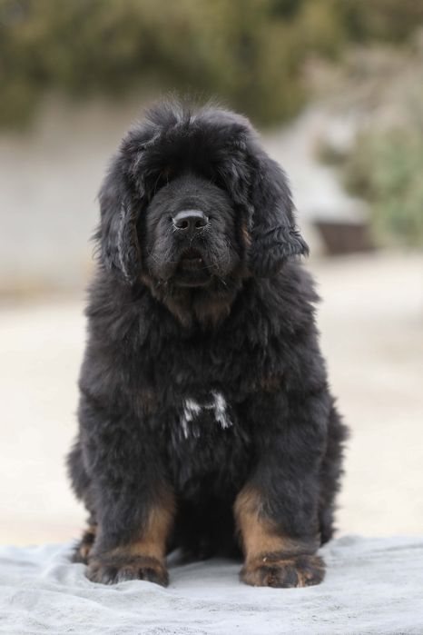 Тибетський мастиф Black & Tan — породисте цуценя від елітних батьків