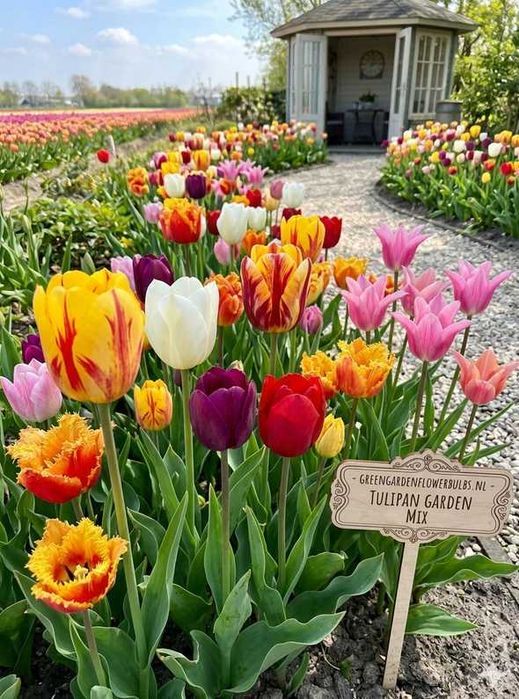 Cebulki Tulipanów 100 szt Tulipany mix kolorów 9,5/10 Zestaw Tulipan XXL