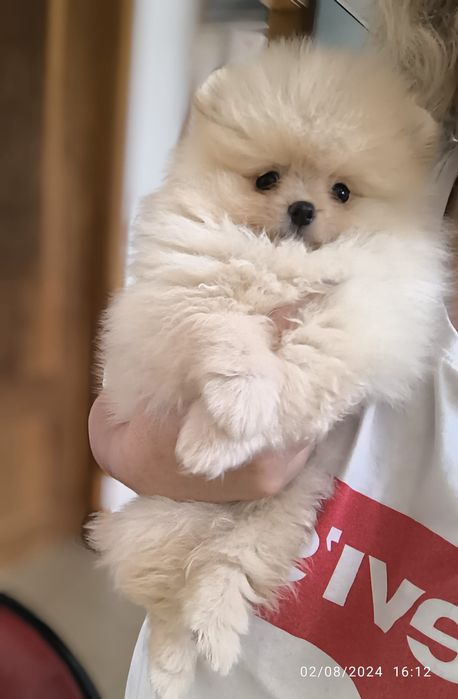 Spitz Anão.Lulu da Pomerânia  Russo. LOP e Afixo.. Mini. Ursinho