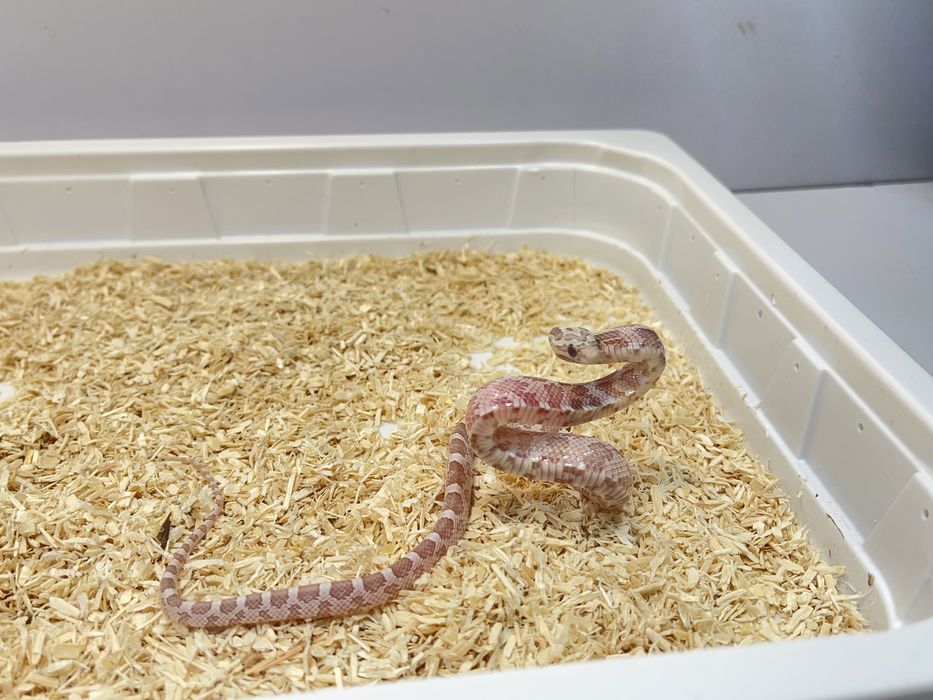 Wąż zbożowy węże zbozowe