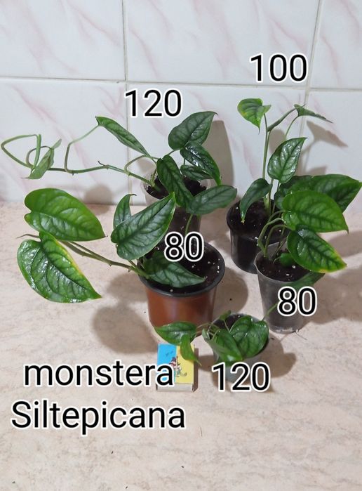 Епіпремнум,сциндапсус,монстера,філодендрон