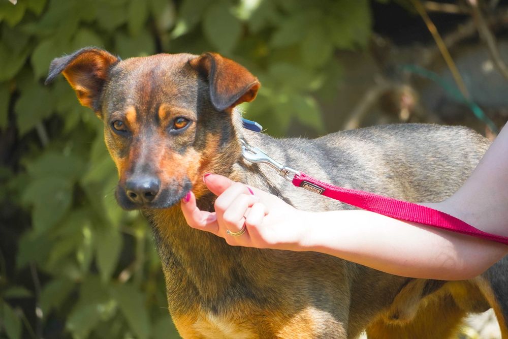 Amon - fajny, młody pies poleca się do adopcji