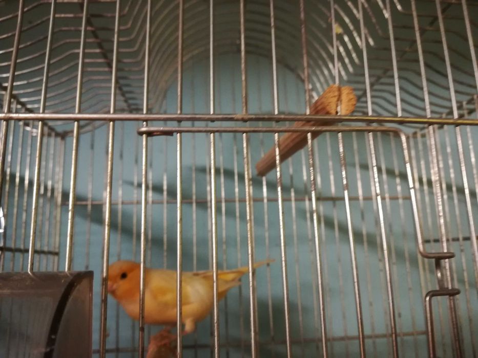 Zeberki - australijskie maleństwa