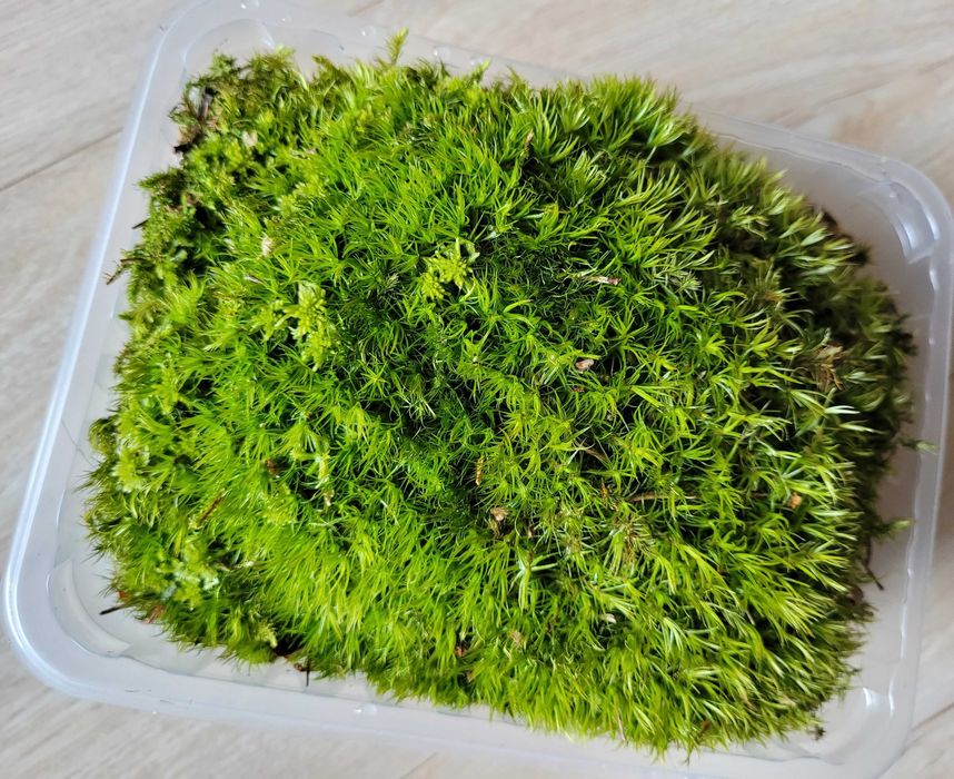 MECH dla ślimaka do akwarium / leśne terrarium