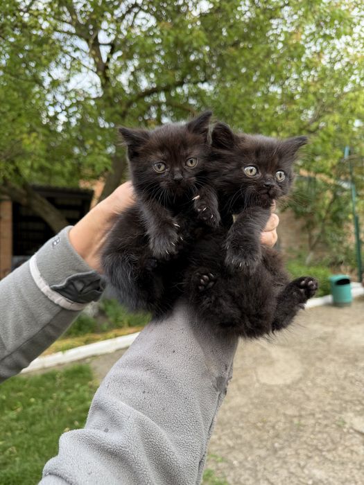 Продам кошенят