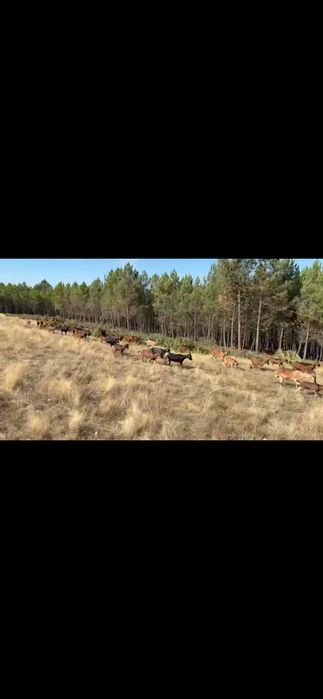 Cabras bravias registadas