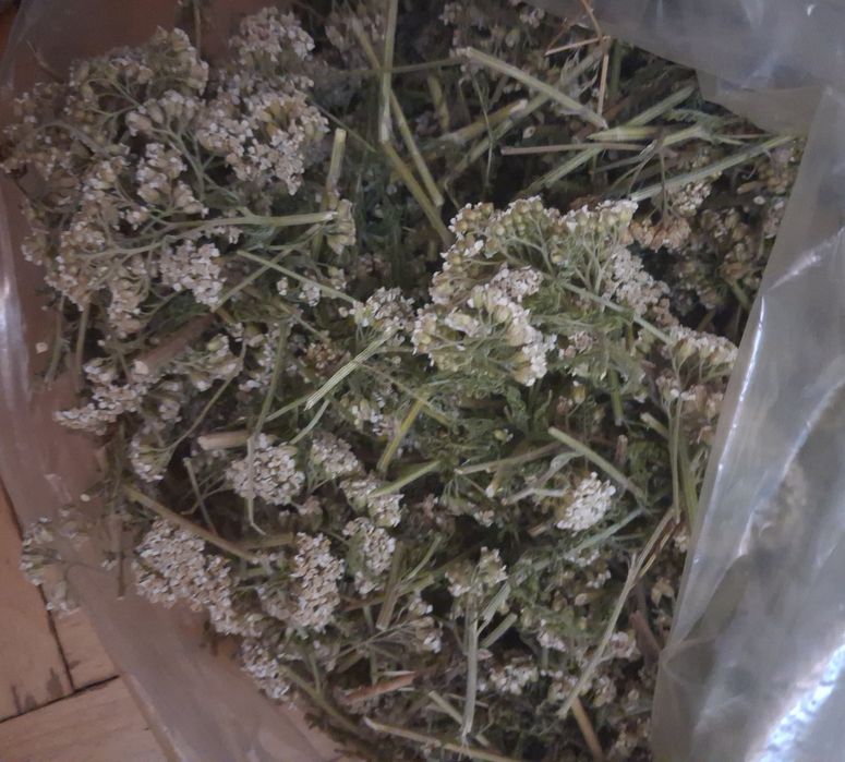 Продам сушені лікарські рослини