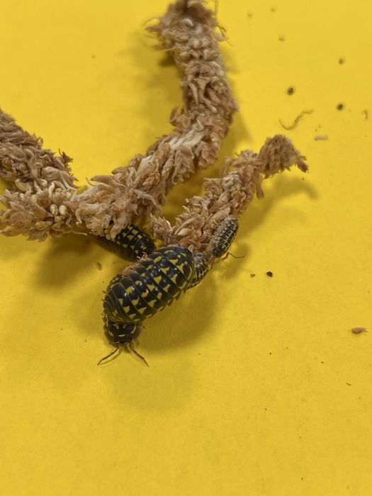 Isopody armadillidium cubaris porcellio