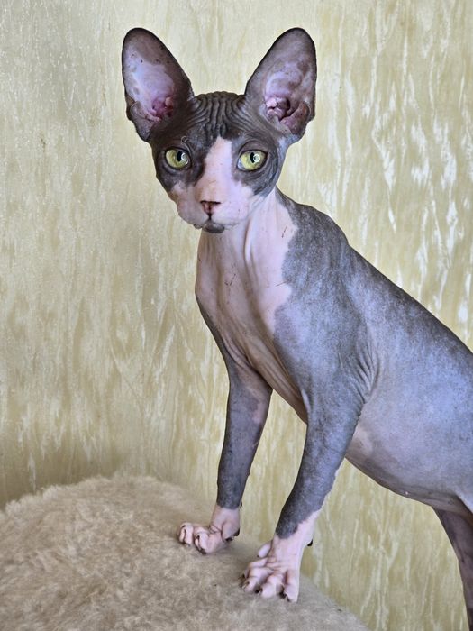 Сфінкс дівчинка в улюбленці