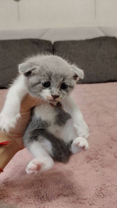 Вислоухие котята