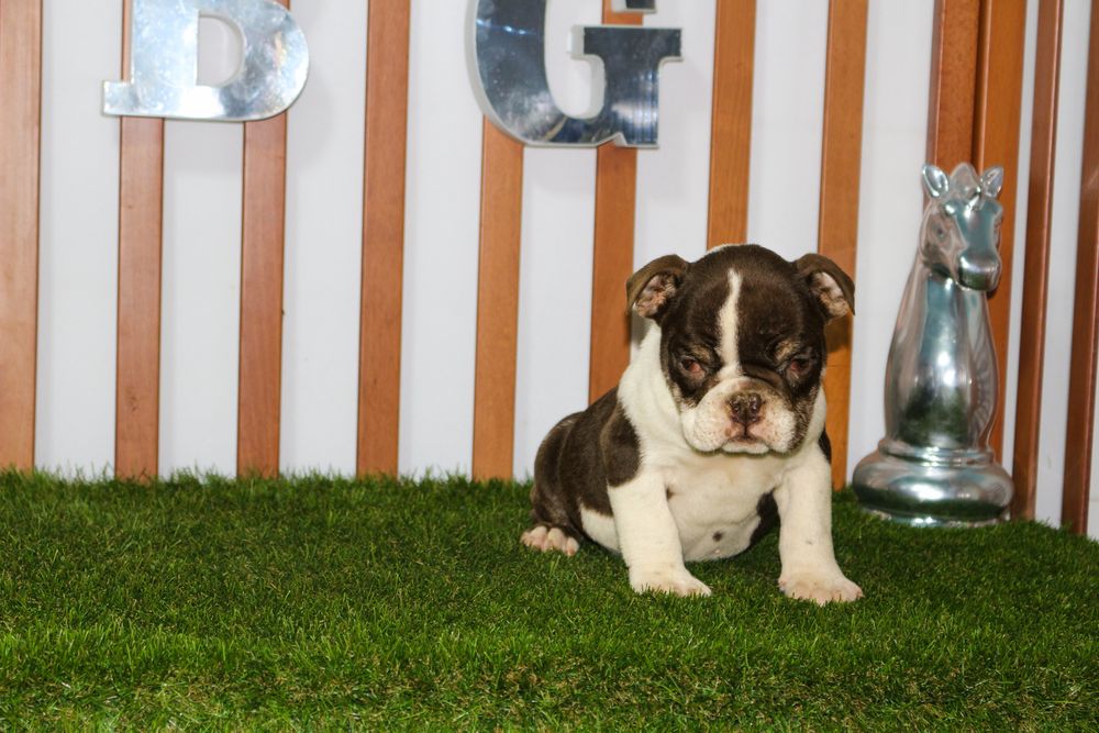 Bulldog ingles exotico