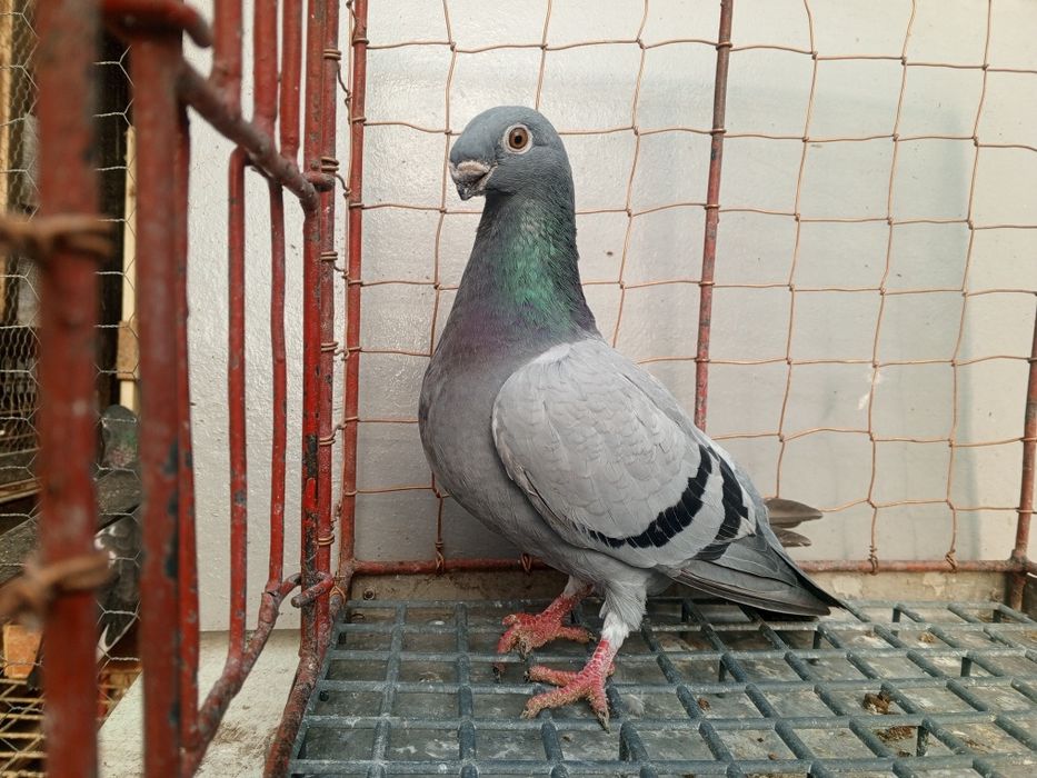 Orlik orliki belgijskie orzełek samica 2024 rok Ptaki gołębie ozdobne