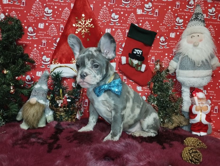 Суперовый кобель с документами. Чудо в дом на Новогодние праздники.