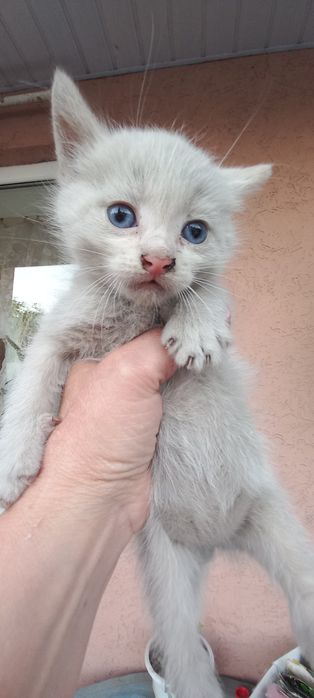 Кошенятка безкоштовно