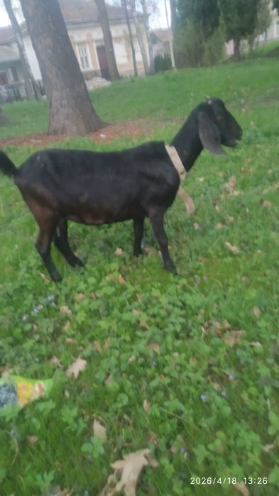 Англонубійська коза