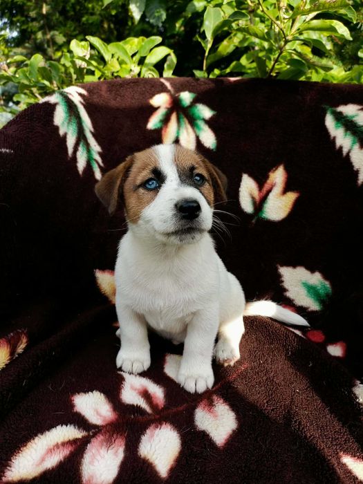 Wzorcowy Jack Russell terrier piękna budowa rodzice FCI