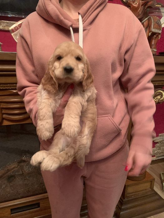 Продам цуценят Спаніельчиків