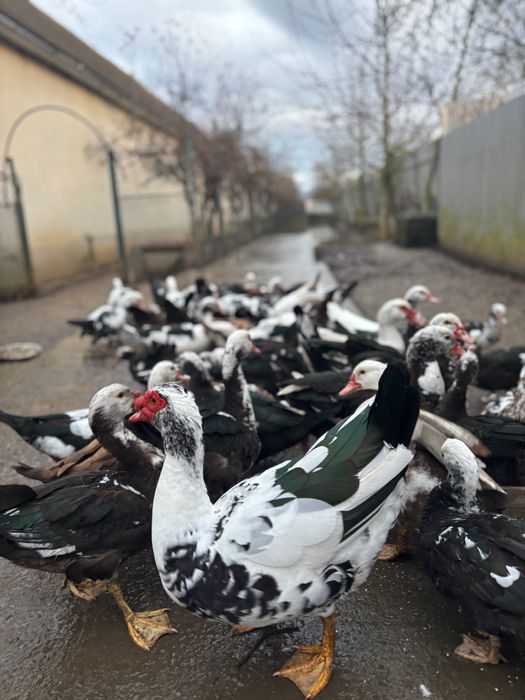 Індокачки важкої німецької лінії