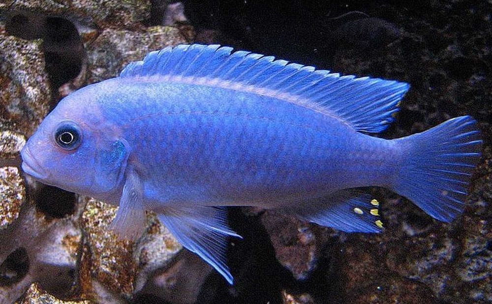 Metriaclima callainos - dowozimy do klienta, wysyłamy