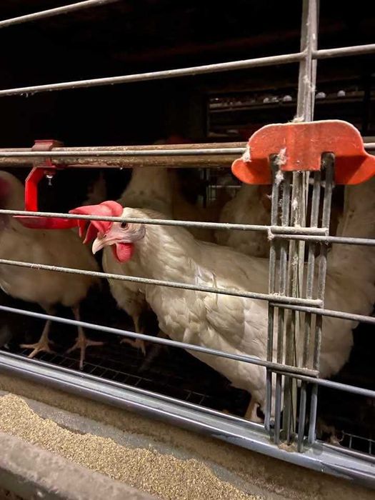 Кури Несучки Дешево!