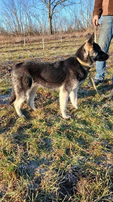 Східно-європейська вівчарка