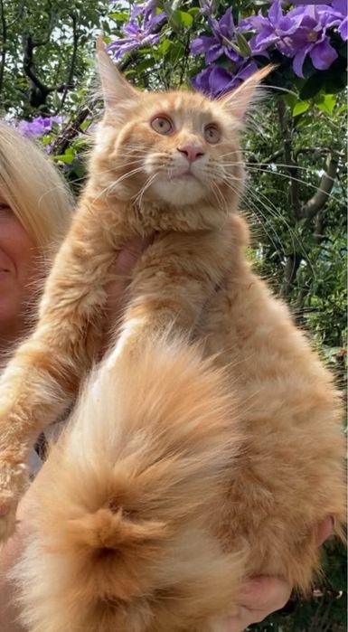 Чарівні кошенята Maine Coon