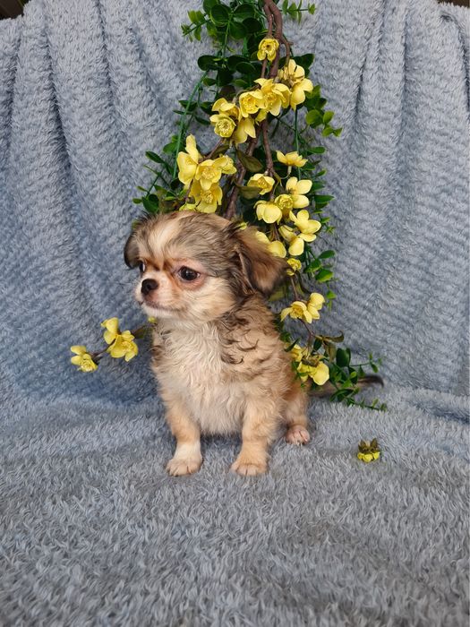 Excelente super mini menina pelo comprido Chihuahua/Chiuaua de Qualidade, Linhagem Russa
