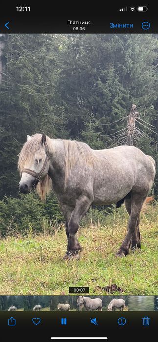 Продаю коней, жеребець і кобила