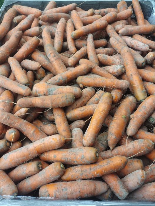 Sprzedam gruba marchew Nerac