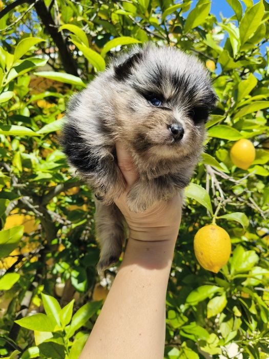 Spitz alemão Merle menina