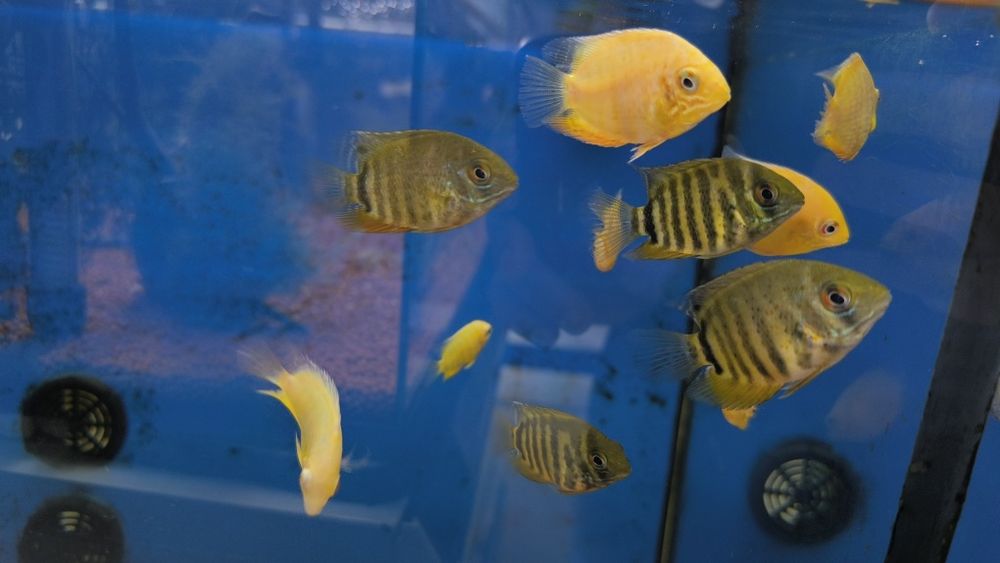 Severum Verde (Heros Severum)