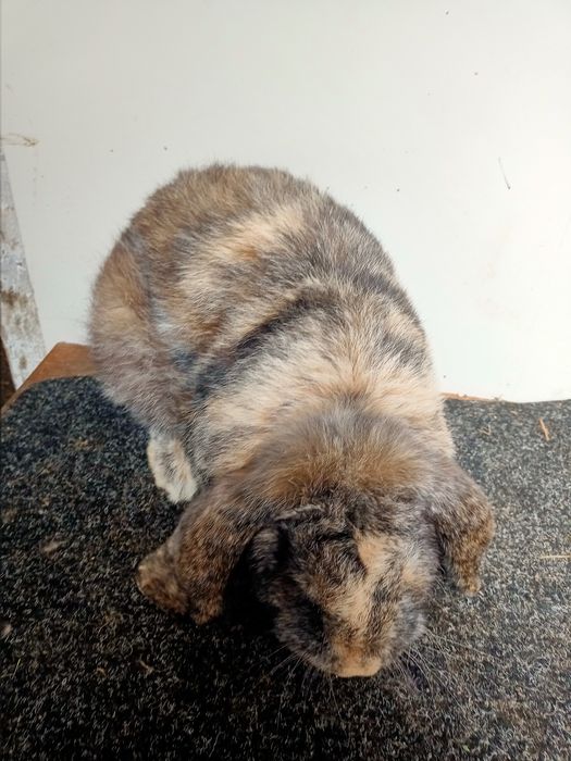 Французький баран (фб)  арлекін самець самка кролі-кролики