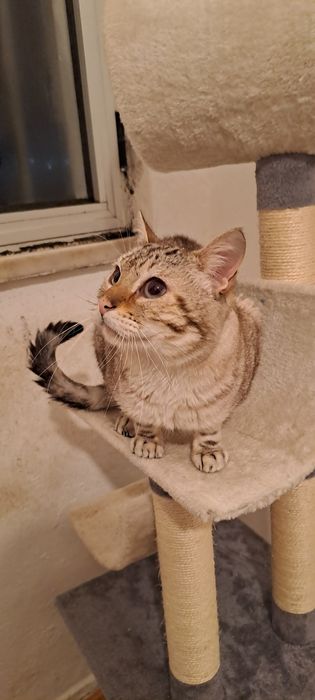 Gatinhos para adoção *urgente*