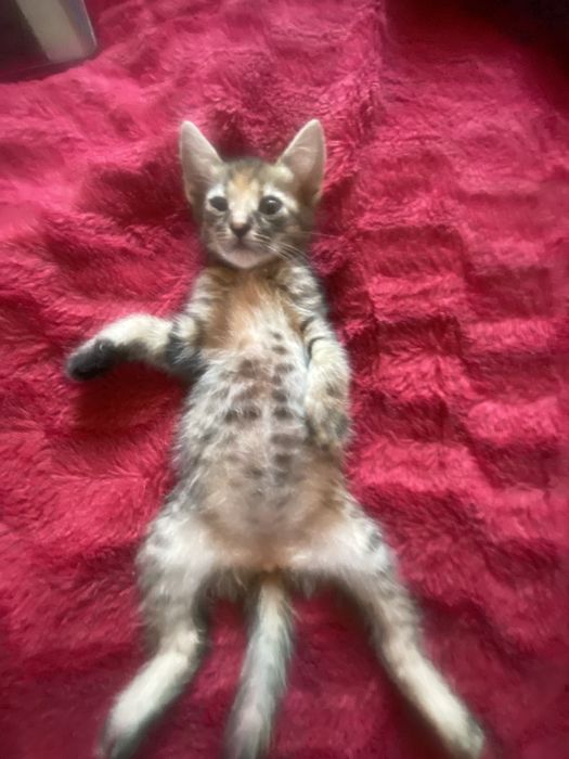 кошеня   дівчинка