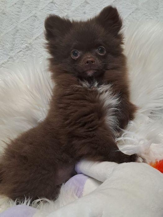 ***WHILLY **pomchi  gotowy do odbioru