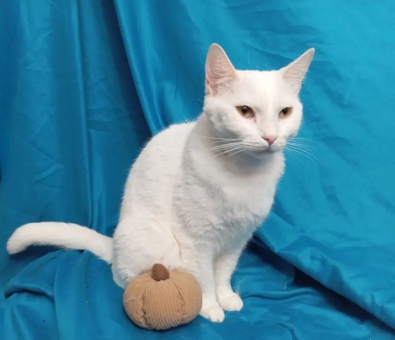 Отдам даром в добрые руки белую кошечку