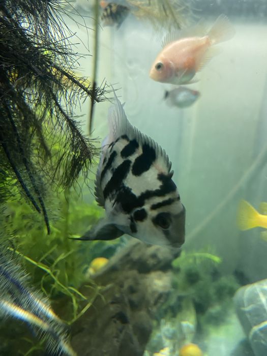 Продам аквариумных рыбок