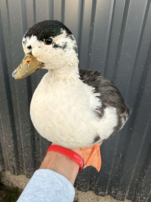 Call duck parka