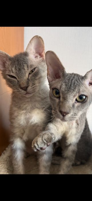 Коты Канадский Сфинкс