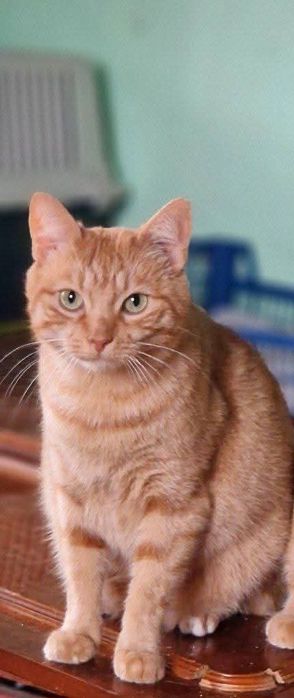 Харьков! Отдаётся котик ответственным хозяевам