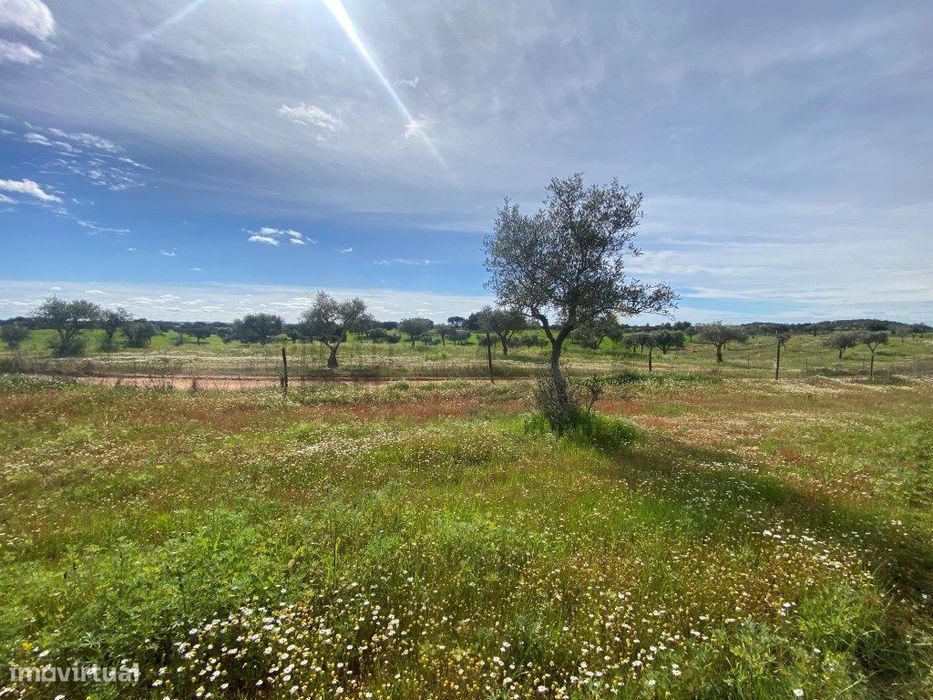 Terreno Rustico com Olival em Vila Nova de São Bento - Serpa