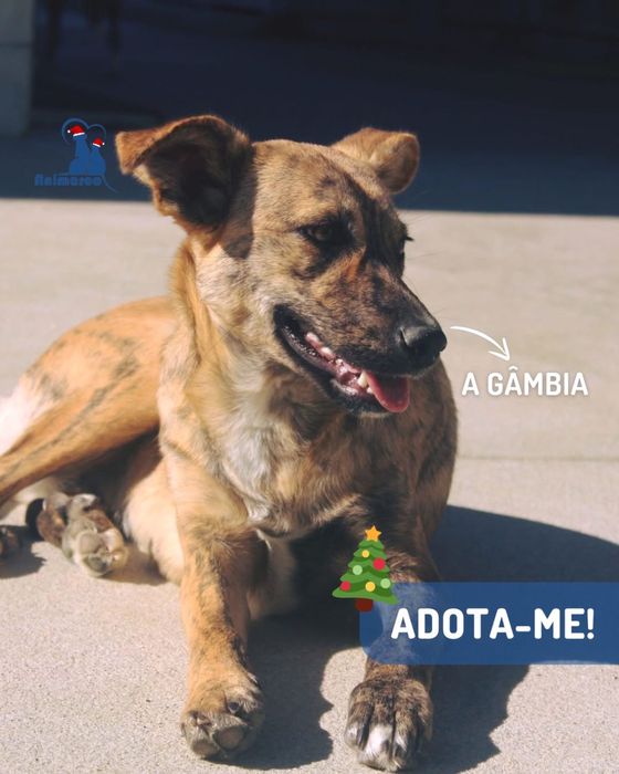 Gambia - cadela jovem de porte medio