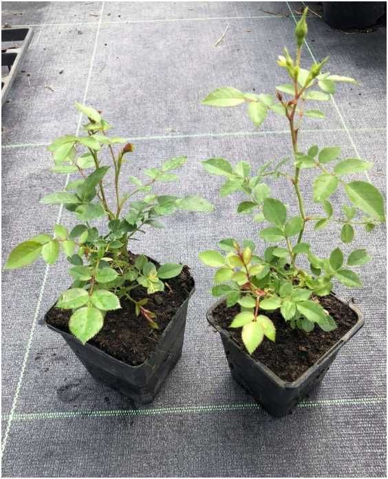 Róża CANINA 30 cm sadzonka 8 sztuk w pojemniku na skarpy na dżemy soki