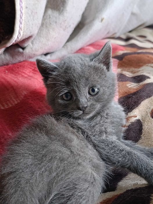 Маленькі дітки шукають люблячу родину