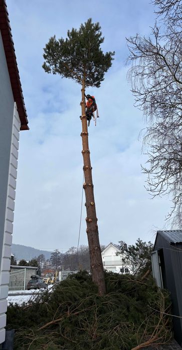 Wycinanie przycinanie pielęgnacja drzew i krzewów ARBORYSTA