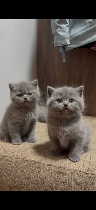 кошенята Британці. Короткошерсті Британці