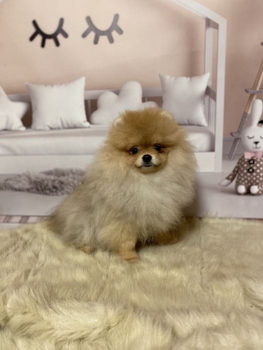 Хлопчик померанський шпіц